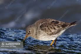 Attēlu rezultāti vaicājumam “Calidris maritima”