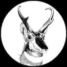 Image result for Leucopleurus acutus