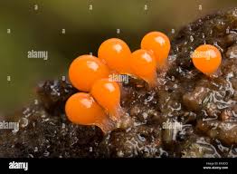 Attēlu rezultāti vaicājumam “Hemitrichia decipiens young”