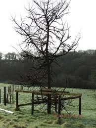 Attēlu rezultāti vaicājumam “Ulmus minor f. suberosa”