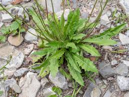 Attēlu rezultāti vaicājumam “Leontodon hispidus”