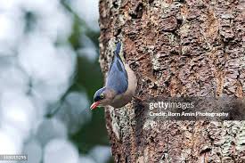 Attēlu rezultāti vaicājumam “Sitta europaea nest”