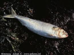 Image result for Alosa fallax