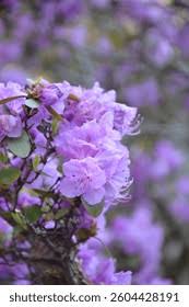 Attēlu rezultāti vaicājumam “Rhododendron sichotense”