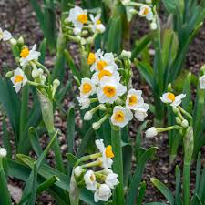 Attēlu rezultāti vaicājumam “Narcissus leaf”