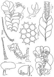 Attēlu rezultāti vaicājumam “Plagiochila porelloides sporophyte”