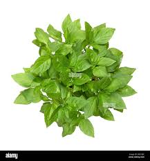 Attēlu rezultāti vaicājumam “Ocimum basilicum leaf”