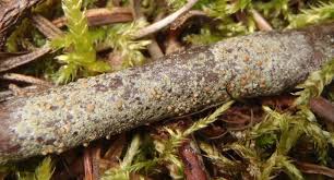 Attēlu rezultāti vaicājumam “Biatora sphaeroides”