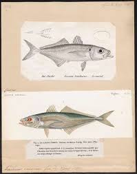 Image result for Trachurus trachurus