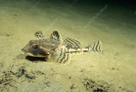 Image result for Myoxocephalus octodecemspinosus