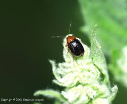 Attēlu rezultāti vaicājumam “Cryptocephalus pusillus”