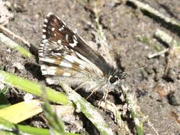 Attēlu rezultāti vaicājumam “Pyrgus serratulae upperside”