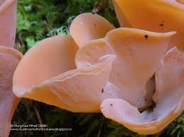 Attēlu rezultāti vaicājumam “Tremiscus helvelloides”