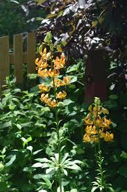 Attēlu rezultāti vaicājumam “Lilium martagon leaf”