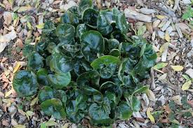 Attēlu rezultāti vaicājumam “Asarum europaeum leaf”