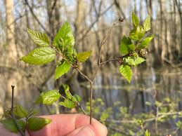 Attēlu rezultāti vaicājumam “Subularia aquatica leaf”