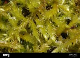 Attēlu rezultāti vaicājumam “Brachythecium salebrosum”