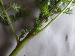Attēlu rezultāti vaicājumam “Phacelia tanacetifolia leaf”
