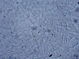 Attēlu rezultāti vaicājumam “Craterium aureonucleatum spores”