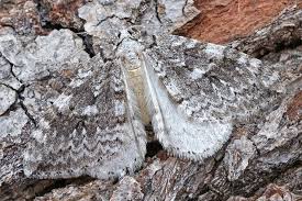 Attēlu rezultāti vaicājumam “Epirrita sp.”