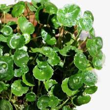 Attēlu rezultāti vaicājumam “Hydrocotyle vulgaris bud”