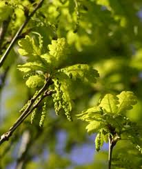 Attēlu rezultāti vaicājumam “Quercus robur Fastigiata”