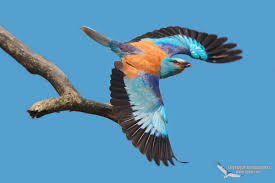 Attēlu rezultāti vaicājumam “Coracias garrulus”