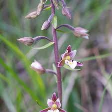 Attēlu rezultāti vaicājumam “Epipactis palustris leaf”