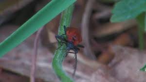 Attēlu rezultāti vaicājumam “Schizotus pectinicornis”