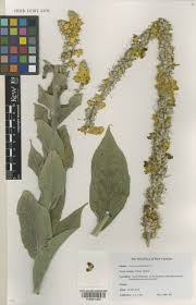 Image result for Verbascum phlomoides