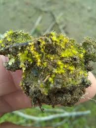 Attēlu rezultāti vaicājumam “Physcomitrium pyriforme sporophyte”