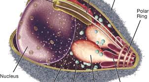 Attēlu rezultāti vaicājumam “Lignydium muscorum plasmodium”