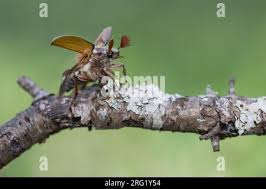 Attēlu rezultāti vaicājumam “Melolontha melolontha imago”