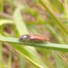 Attēlu rezultāti vaicājumam “Dalopius marginatus”