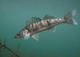 Image result for Sander lucioperca