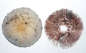 Attēlu rezultāti vaicājumam “Badhamiopsis praetermissa spores”