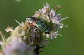 Attēlu rezultāti vaicājumam “Hedychrum sp.”