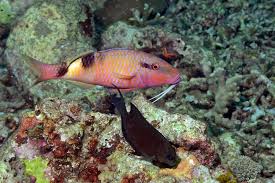 Image result for Parupeneus trifasciatus