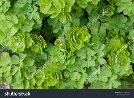 Attēlu rezultāti vaicājumam “Aquilegia vulgaris leaf”