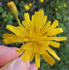 Attēlu rezultāti vaicājumam “Crepis paludosa flower”