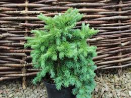 Attēlu rezultāti vaicājumam “Larix kaempferi”