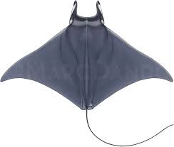 Image result for Acroteriobatus blochii