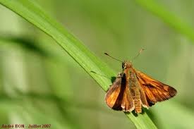 Attēlu rezultāti vaicājumam “Ochlodes sylvanus underside”