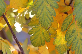 Attēlu rezultāti vaicājumam “Sorbus intermedia fruit”