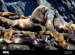 Image result for Eumetopias jubatus