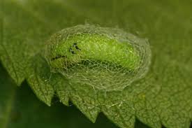 Attēlu rezultāti vaicājumam “Agrotis ripae larva”