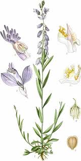 Attēlu rezultāti vaicājumam “Polygala vulgaris”