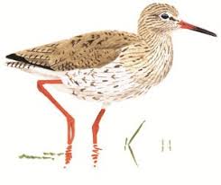 Attēlu rezultāti vaicājumam “Tringa totanus adult”