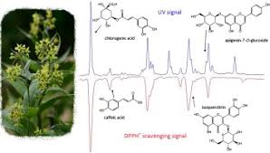 Attēlu rezultāti vaicājumam “Vincetoxicum hirundinaria fruit”