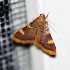 Attēlu rezultāti vaicājumam “Hypsopygia costalis”